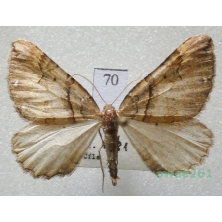 Earophila badiata (Denis & Schiffermüller, 1775) Czech70